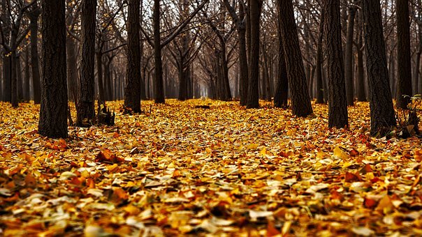 A Carpet of Leaves