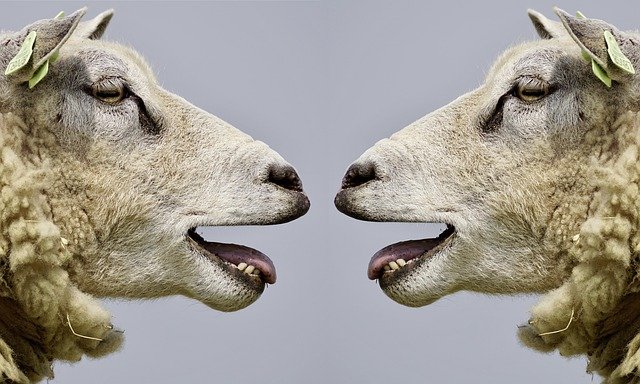 Animals Speak