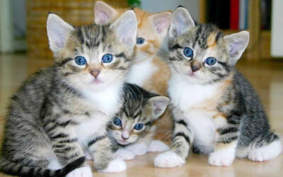 APOLOGIES AND THE CAT LADY