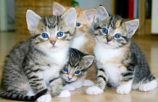 Apologies and The Cat Lady