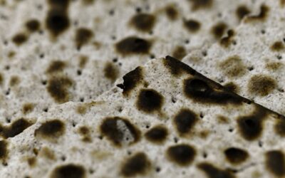 PASSOVER: DAYS OF FUTURE PAST