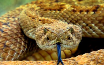 THE SERPENT CRAWLS; WE DON’T
