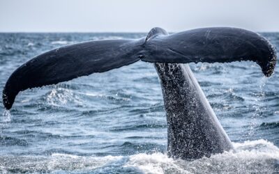 THE STORY OF JONAH