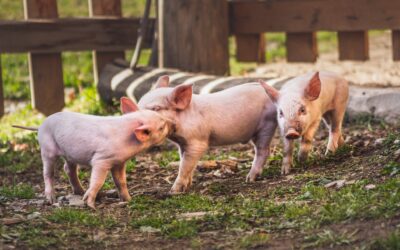 THE VALUE OF MAKING CONNECTIONS